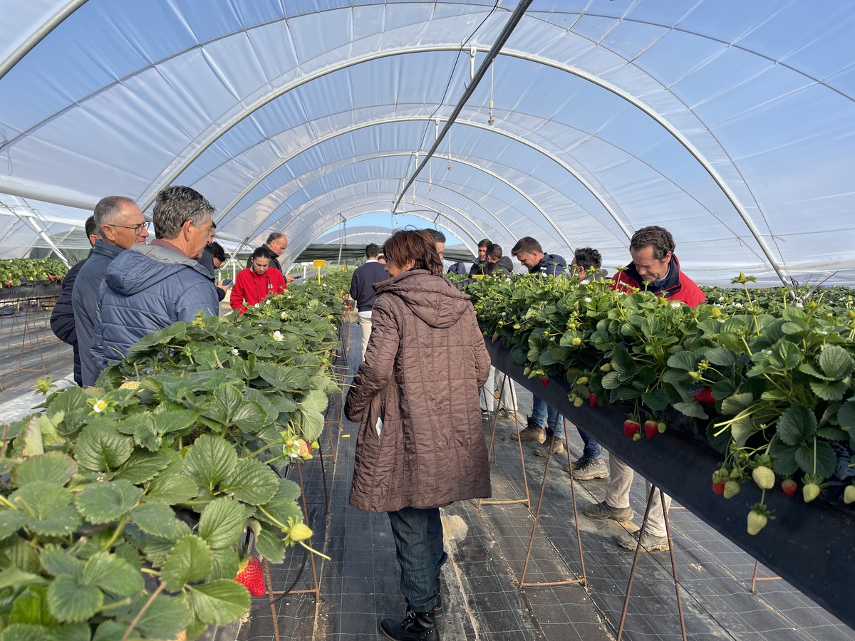 planasa_group's tweet image. For #Planasa, the success of our #customers is our success. That’s why in addition to the usual visits from our technical sales team, we try to organise field days at our facilities. 💚

#Strawberries #Agriculture #Growers #Varieties