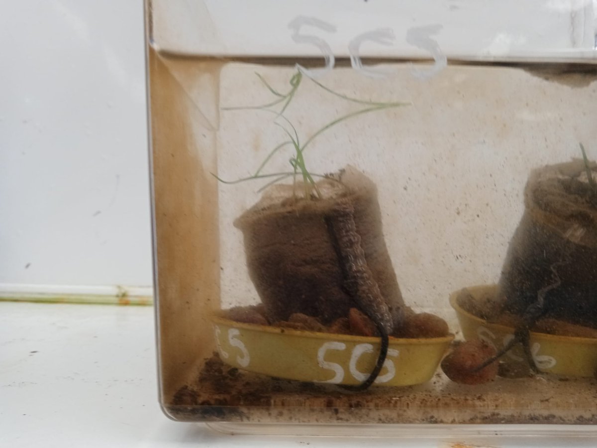 Happy World Seagrass Day! 🌱

Here's a little peek at some of the ones we're growing at St Abbs Marine Station. 
As part of a conservation and restoration effort, we're taking a close look at germination success under different conditions.