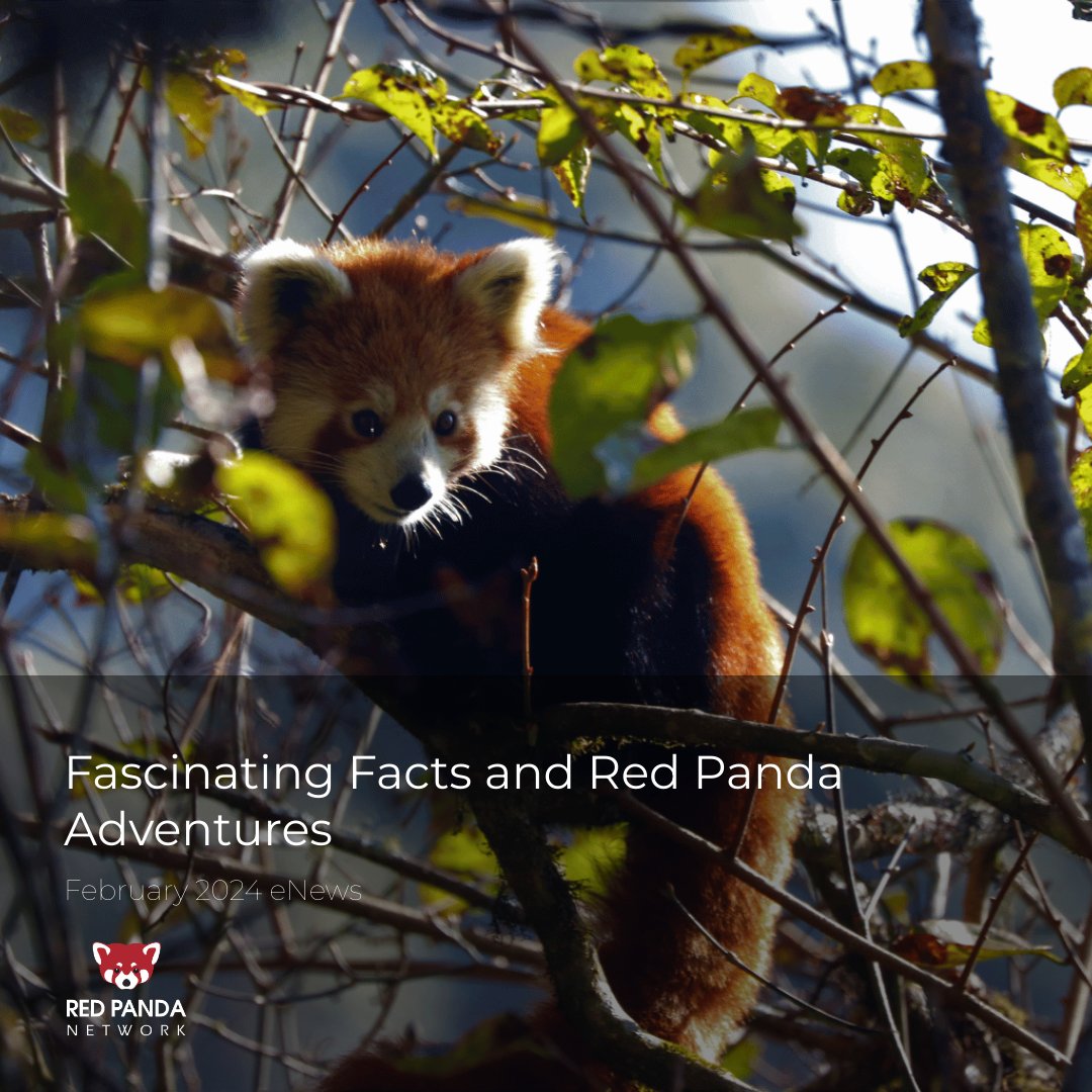 RedPandaNetwork's tweet photo. In this issue of Red Panda Network News:
Stories from red panda country with an expert ecotripper, sign up to experience a unique and immersive red panda ecotrip, and 24 red panda facts for the new year! 🐾
https://t.co/W8rx9wRIJC...
#savetheredpanda #saveredpandas #redpanda #redpandas #redpandafacts #animalfacts #wildlifefacts #sciencefacts #funfact #conservation #redpandaconservation #sustainablelivelihoods #economicempowerment #conservation #communitybasedconservation #adventuretravel #ecotrip