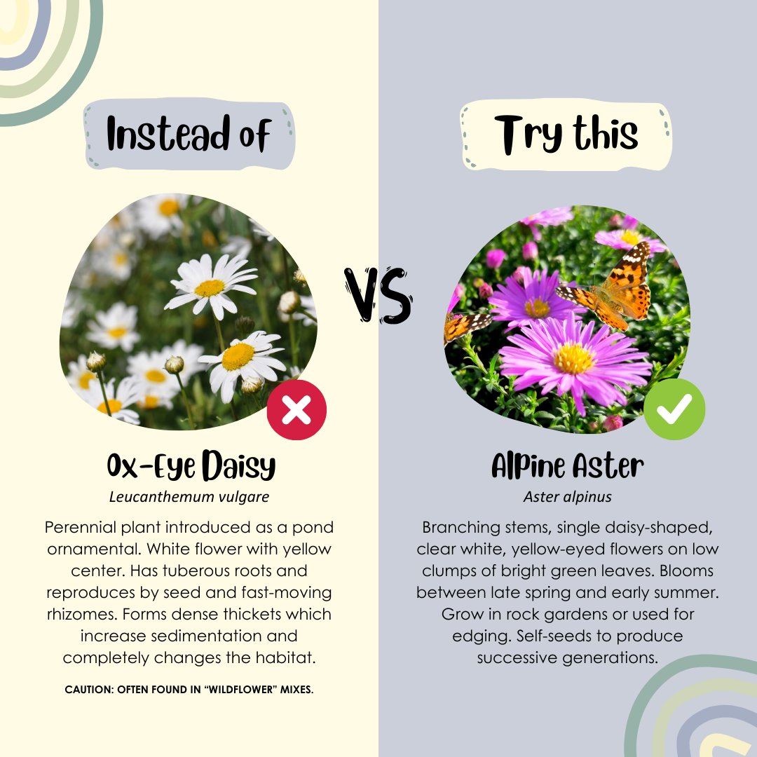 FishCreekPP's tweet photo. 🌿 This #InvSpWk, let's turn the tide on invasive plants! Join us and @abinvasives in embracing the stunning native plants of Alberta. Dive into the #GrowMeInstead guide for eco-friendly gardening tips and native alternatives 🌼here: https://t.co/181ertqapA https://t.co/rxEkZvoCMO