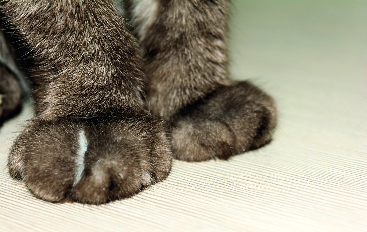 Surgical procedures in companion animals including ear cropping and declawing performed without a health or welfare benefit have been condemned by the WSAVA in a new position statement on the topic of ‘cosmetic alterations’. Read the full story at ow.ly/gaKH50QJZmo