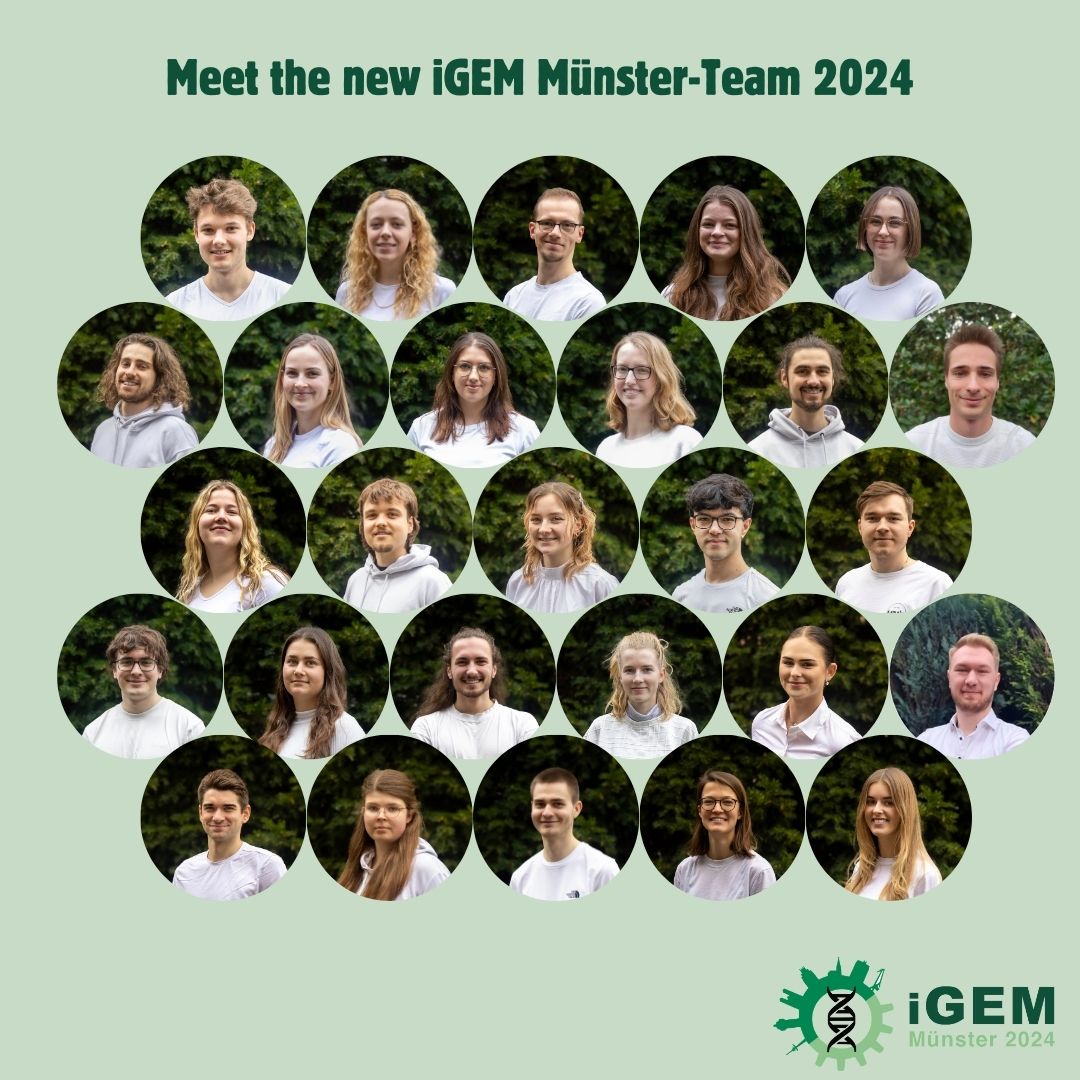 iGEM_Muenster's tweet photo. We‘re back and proud to present you the #iGEM Team Münster for 2024! 🥳
This years team consists of 27 undergraduate and graduate students of the fields of bioscience, biotechnology, biomedicine, informatics, chemistry and mathematics! 🔬🧪
GENEwork makes the dream work 🧬 https://t.co/h9dtG0iTnV