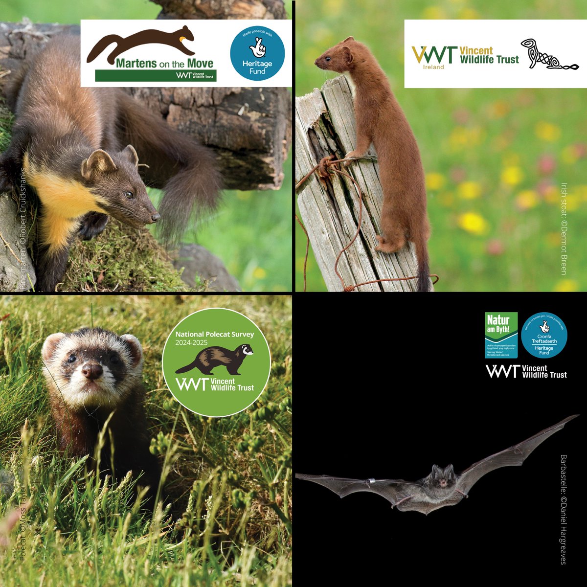 #WorldWildlifeDay We’re all in this together! Our two @HeritageFundUK projects (#MartensontheMove + @NaturAmByth Barbastelle Project) and our two #CitizenScience surveys (@IrishStoatSurv + @PolecatSurvey) are all working with communities to improve outcomes for wildlife + people.