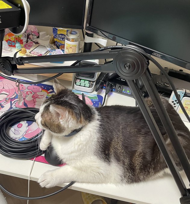 マウスにぎっておしごとしてました 