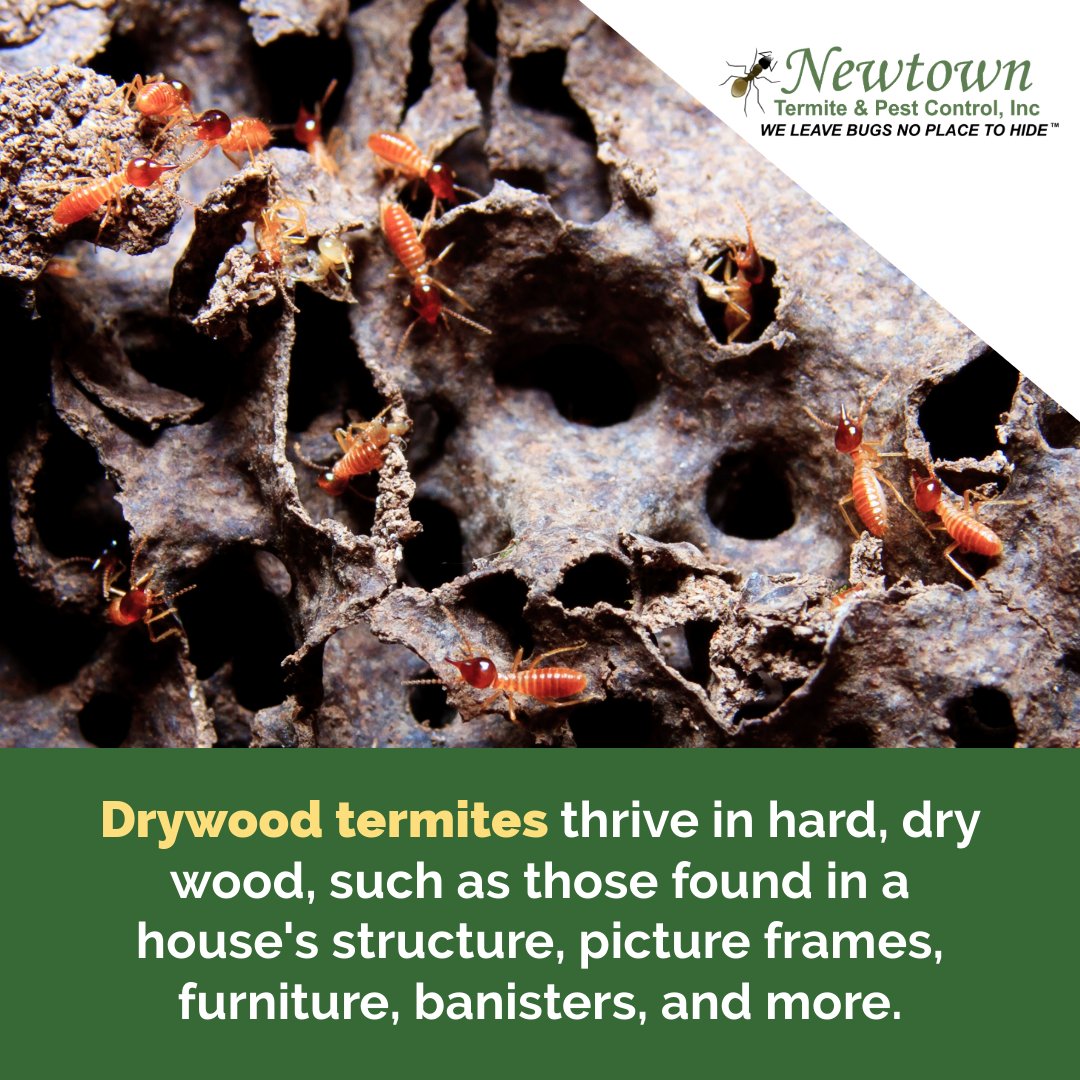 Newtown_Pest's tweet photo. Unlike other colonies, #DrywoodTermites don’t live in the soil. Instead, they live exclusively in the wood itself.
.
.
#termiteawarenessweek #termites #insects #bugs #pests #pestcontrol #termitecontrol #termitecolony #Florida #saintcloudfl https://t.co/tdsZtMZndY