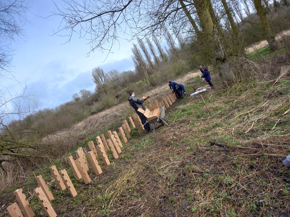 Finishing the hedge planting over at Guinevere's Wood with #greenandhealthyheartsandminds group, turned out #sunnyconservation with @CPRECheshire @TCVGreenGym @TCVtweets #joininfeelgood