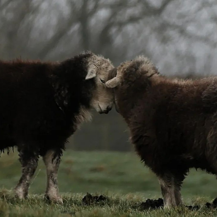 This is weeks' #SheepOfTheWeek taken by @bellemma39 of two Herdwick ewes winter grazing before heading back to the fells soon! Did you know as #Herdwicks get older their fleece gets greyer and greyer as more kemp fibre grow! 📷 by @bellemma39 #BritishWool #Wool #Sheep #Lakes