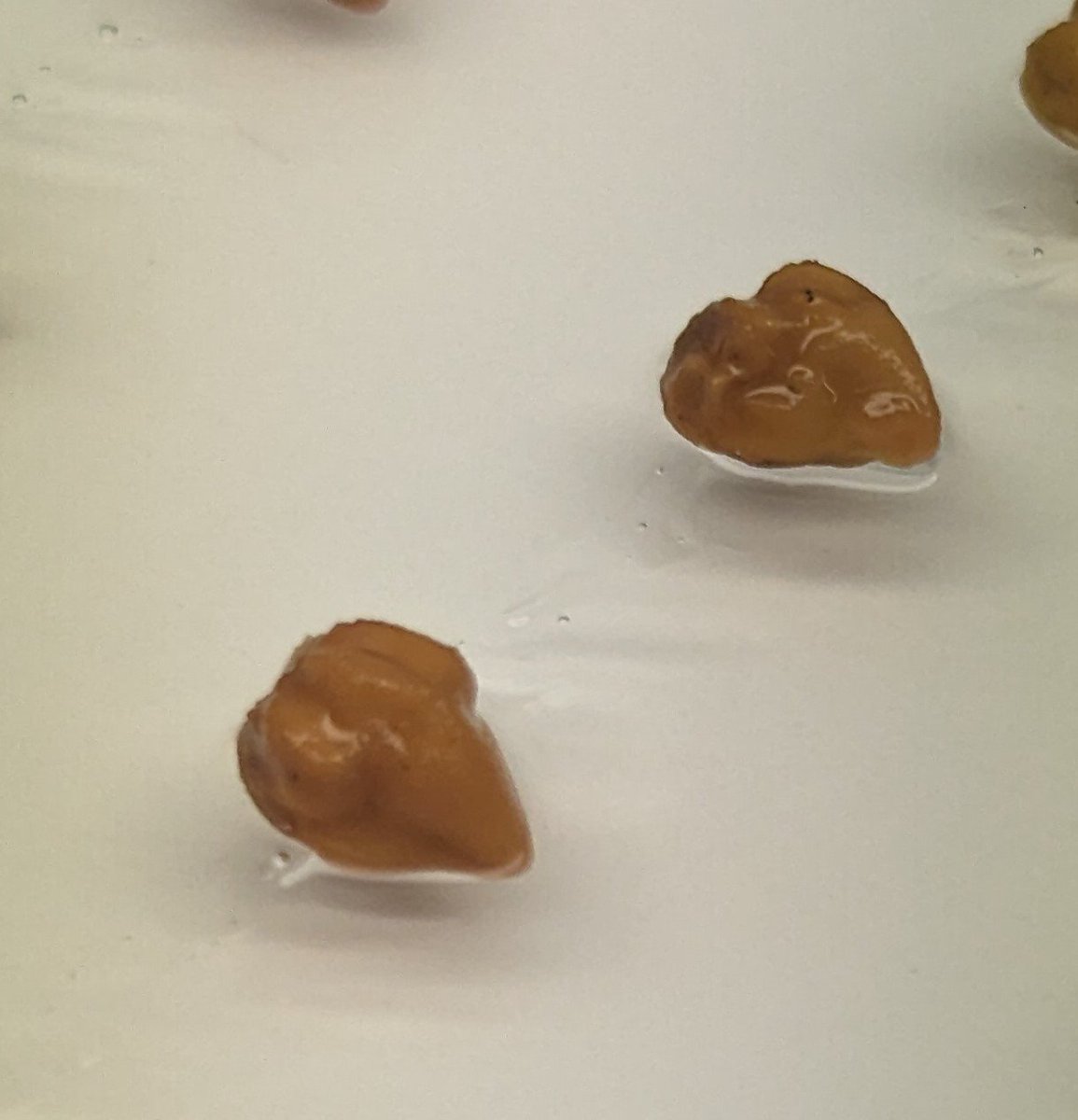 leonardojo's tweet image. Everything makes sense now...
#chickpea #plantbio