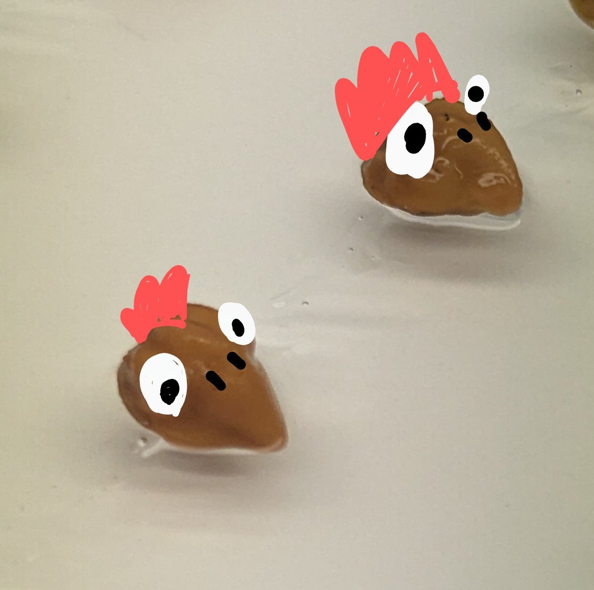 leonardojo's tweet image. Everything makes sense now...
#chickpea #plantbio