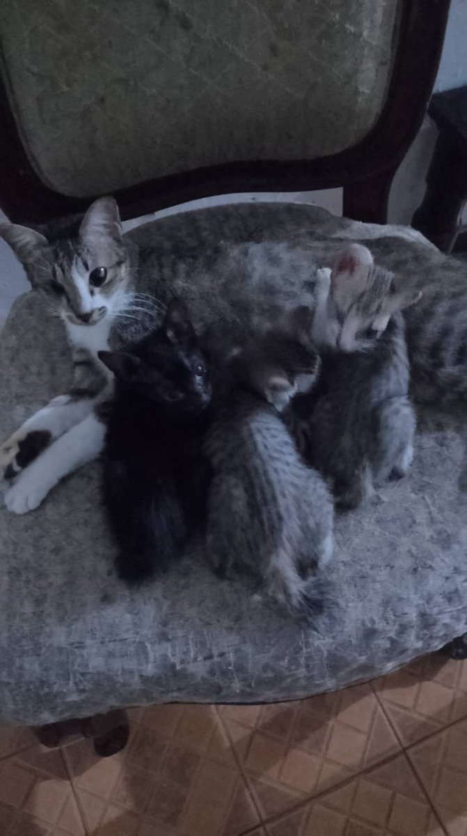 kucing kucing samson
Bela = mama kucing
Anak kucing (dari kiri)
Barul (baru lahir), Jubo (justborn), Maren (lahir keMAREN)