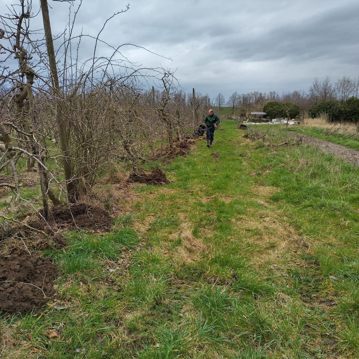 Vanmiddag appelbomen Jonagold <a href="/zelfplukdag/">Zelfplukboomgaard</a> van ruim 20 jaar oud gerooid om te verplanten. Morgen tweede helft van ochtend al op te halen voor prijs van 30 euro exclusief pot. Meer info op site en vooraf wel mailen naar wte@fruitadvies.nl of appen op 06-38419771.