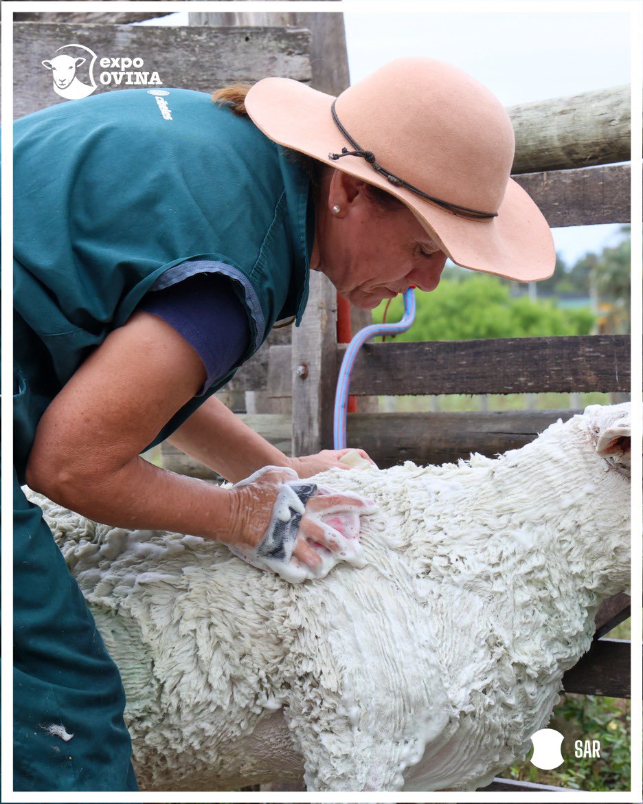 Así comienza una nueva edición de la #ExpoOvina Rocha 2024 y la 5ta Expo Nacional de <a href="/TexelUruguay/">Texel Uruguay</a> , con el ingreso de animales, la jura de admisión y los preparativos para lo que será la jura de calificación (campo).

🐑 #ExpoOvina 
☀ #Rocha 
🇺🇾 #Uruguay