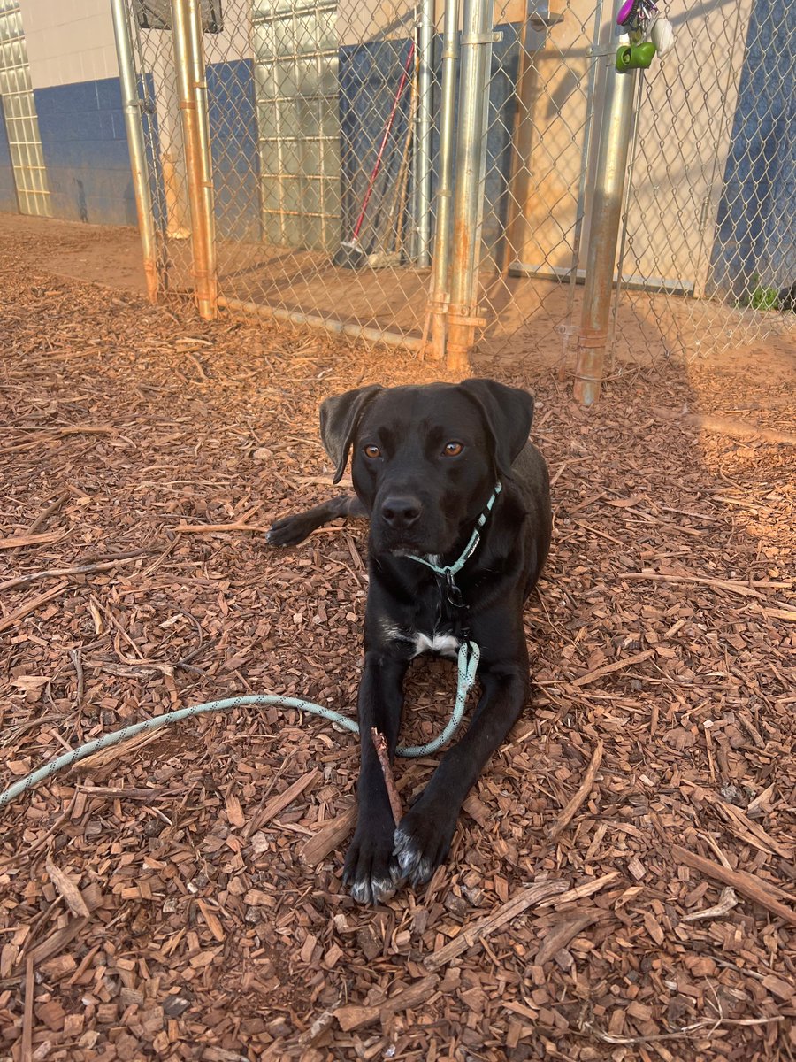 Check out our foster dog Murphy! Murphy is one of the sweetest, most playful and fun dogs ever. He is very loyal and loves the humans he trusts! He does great with other dogs and loves to play. If you are interested in him, contact PAWS or email me at sdecossas21@gmail.com