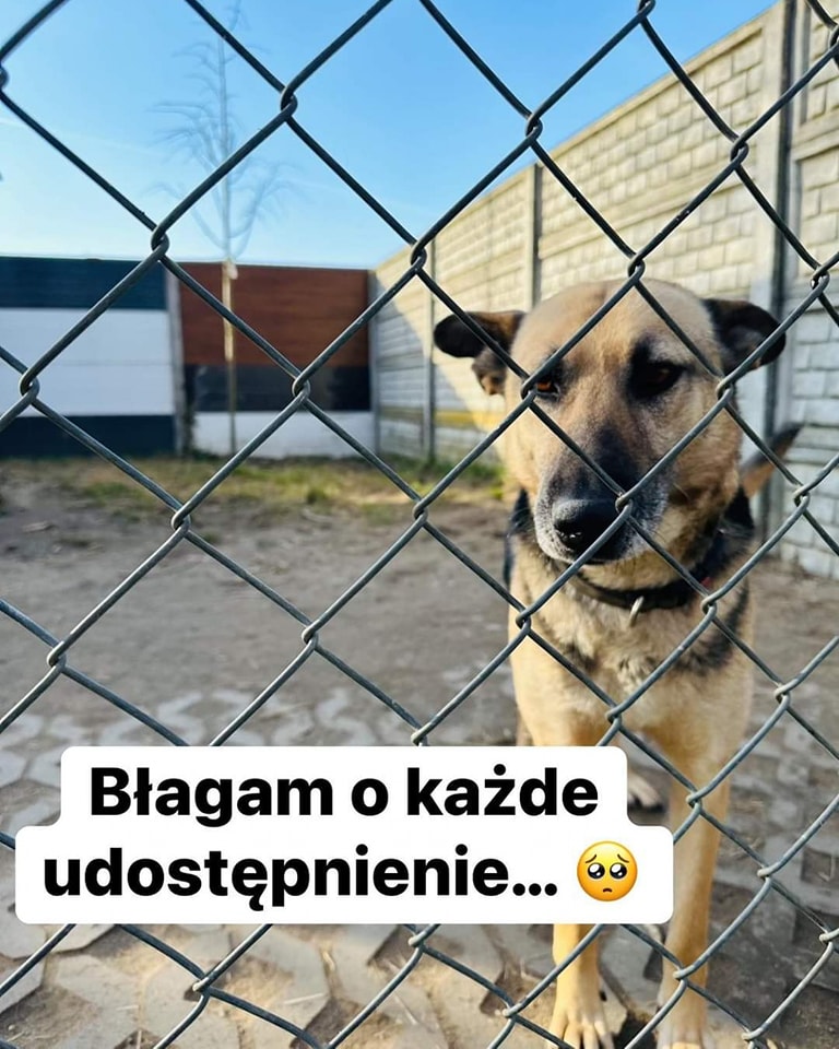 AnnaSernawit's tweet image. Shiva, śliczna sunia od 2 lat za KRATAMI 🥺😔💔
NIKT nawet nie zadzwonił w jej sprawie… 
Błagam o pomoc w znalezieniu🏠🆘🐶💔🙏
SHIVA CUDOWNA DZIEWCZYNA❤️
tel. 48 519-615-975