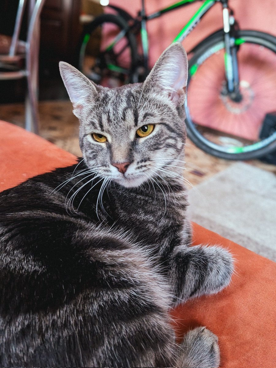 yaaaan_26's tweet image. пан Кіт сидить і вдоволено муркотить бо майже вся сума зібрана і лишилося всього навсього добити 1300 гривнів 

долучіться, бумласка, якщо ви ще ні🐾
send.monobank.ua/jar/zL9CehwvR