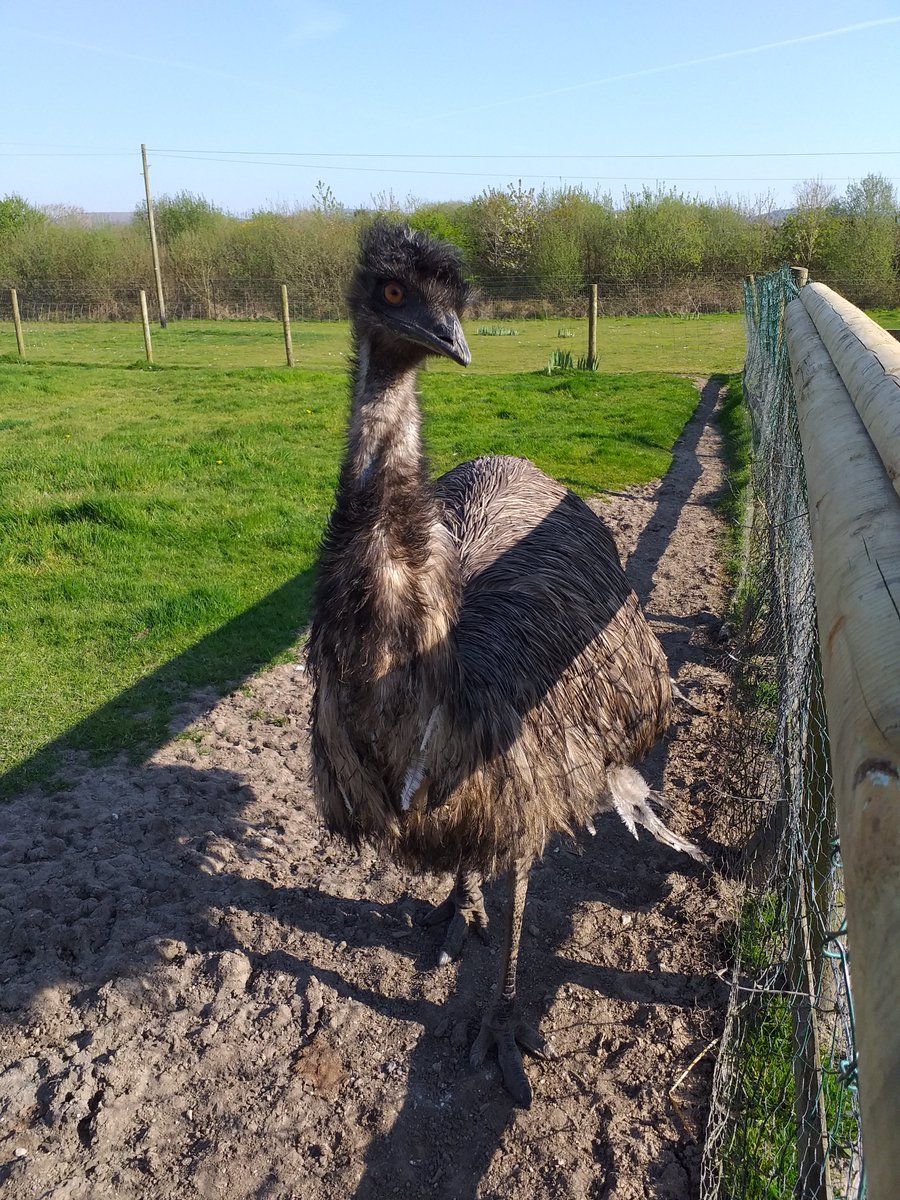 We are open this weekend 2nd & 3rd March 10 to 4pm. 😀 Come & meet the birthday boys & girls. Casper (13) & Billy (13) our goats & the emus, Humbug (15) and Skippy (16) are all celebrating their birthday's this weekend. 🎉 #sanctuary #animals #birthdays