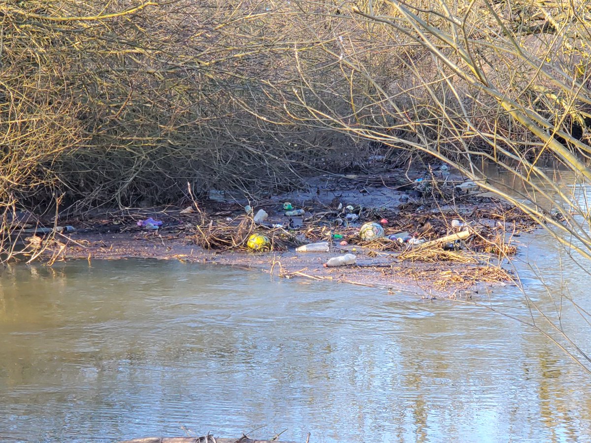 River Yare at Earlham Park looking disgusting this afternoon. Large amounts of plastic littering the channel and banks. @NorwichCC any chance you can get a team out to clean this up?