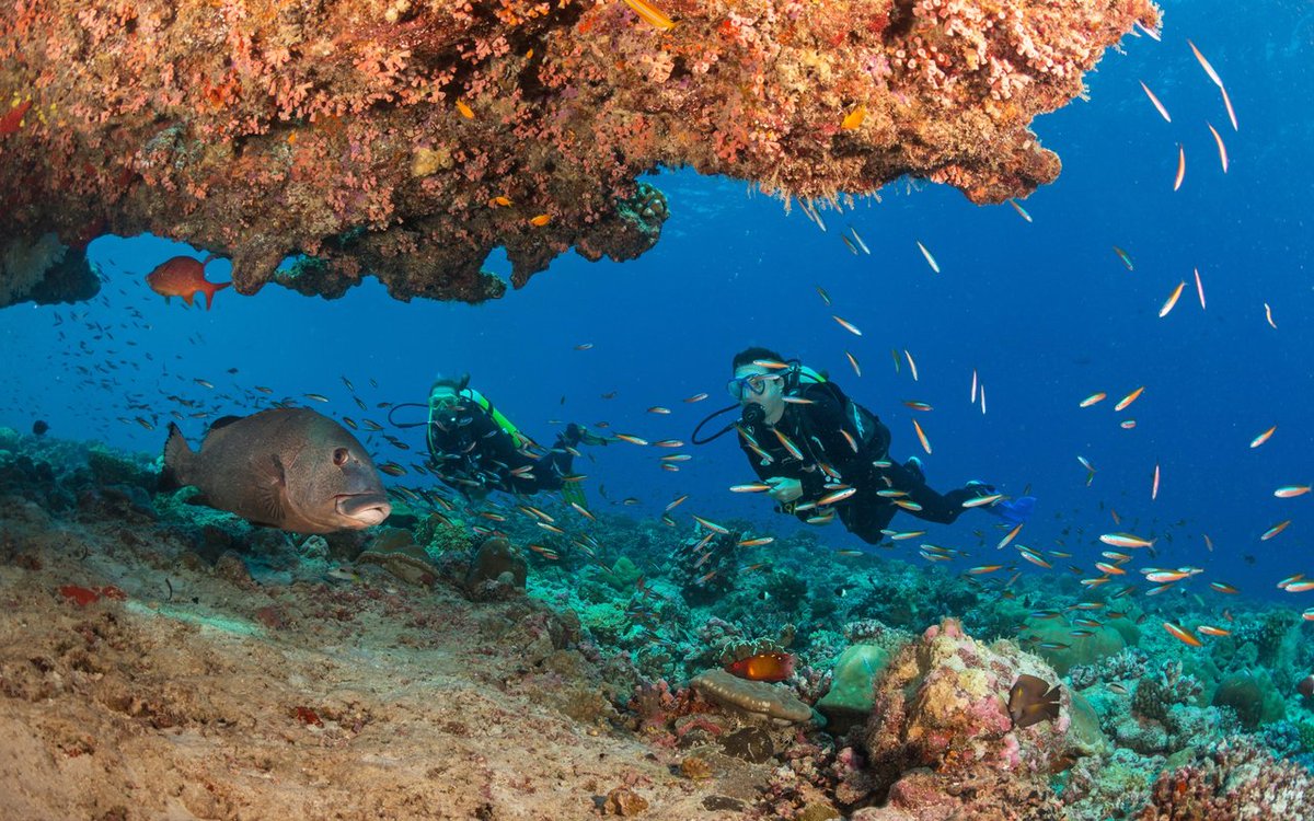 visitseychelles's tweet photo. Explore extraordinary dive sites #Seychelles has to offer🤿🏝️ Check out our Special Interest #Diving page for more info: https://t.co/ApnZ5sgHVo

📸 by Beyond The Reef Charters 

#seychellesislands #visitseychelles #experienceseychelles #marinelife #sea #diving #snorkeling https://t.co/MKQNbPGgfv