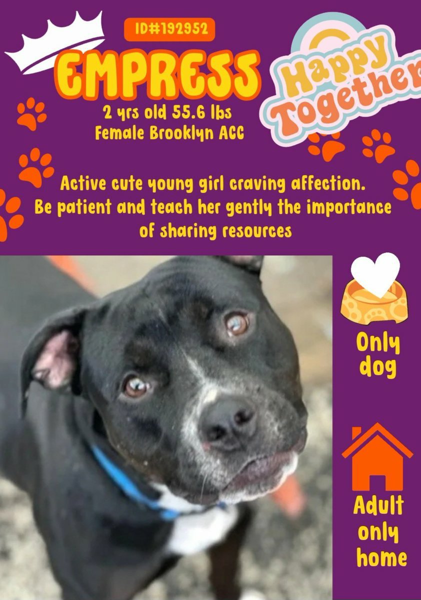 samj_jane's tweet photo. 💞 Empress 2yrs active pretty girl who wants loving all she needs is patience and guidance 🙏 #pledge #FostersSaveLives #NYCACC Dm @CathyPolicky @SuzanneSugar 🐾💓 https://t.co/seFjXWYstz