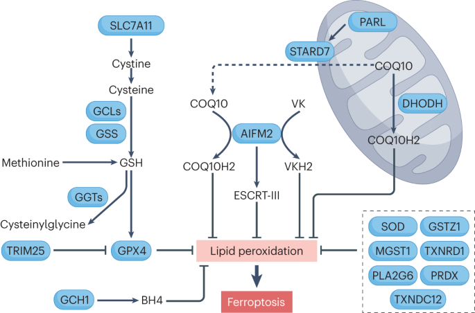 Happy to share guidelines on the molecular events underlying #ferroptosis, now out at @NatureCellBio. Majestic effort from multiple teams including @bstockwell and many others on and offtwitter! @WeillCornell @WCM_MeyerCancer @WCMEnglanderIPM nature.com/articles/s4155…