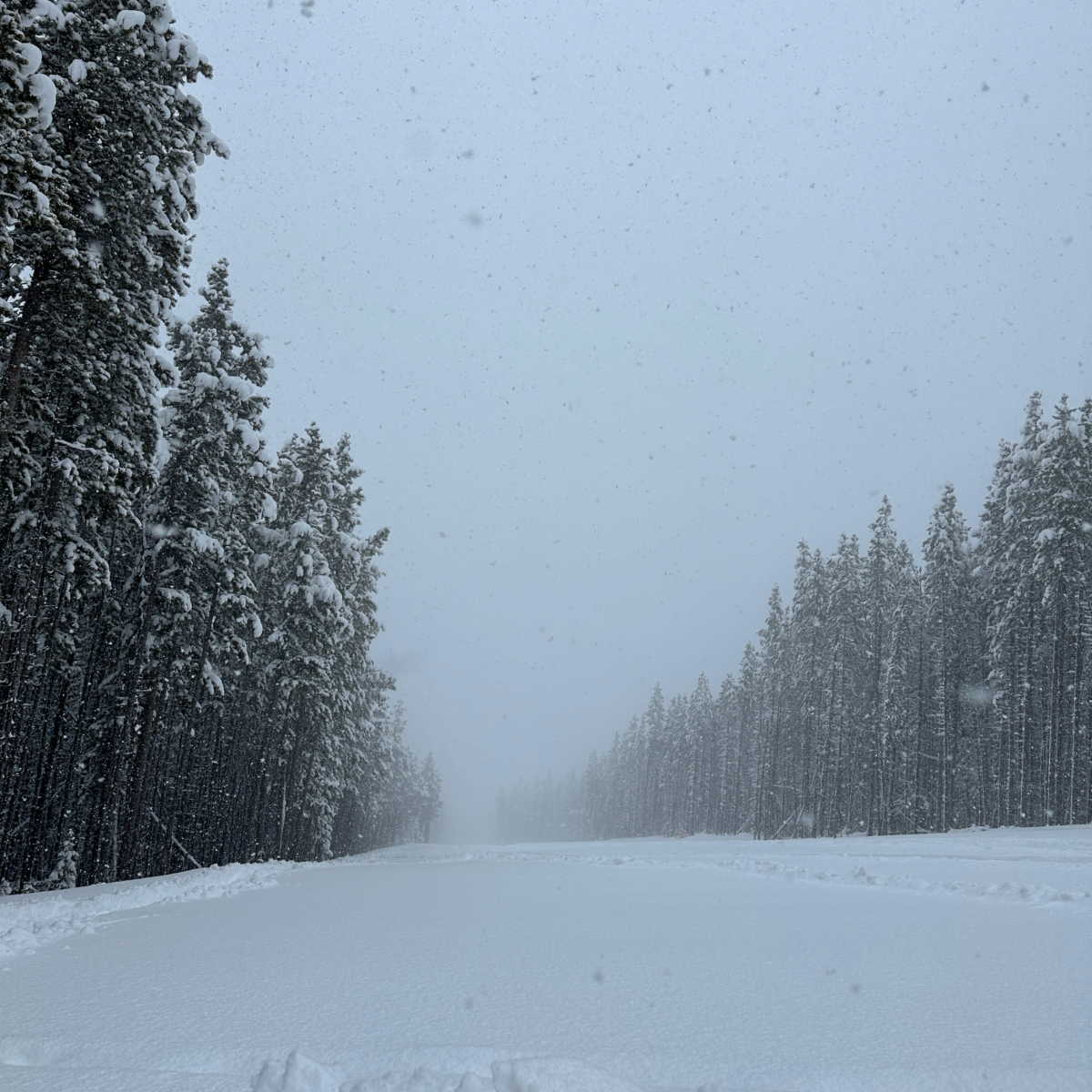 When it snows, it pours! ❄️ Another 20cm overnight, bringing us to 57cm in the past week. Get your gear ready for a powdery weekend ahead! #yyc #nakiska #calgary #skiclose #calgarysclosestmountain