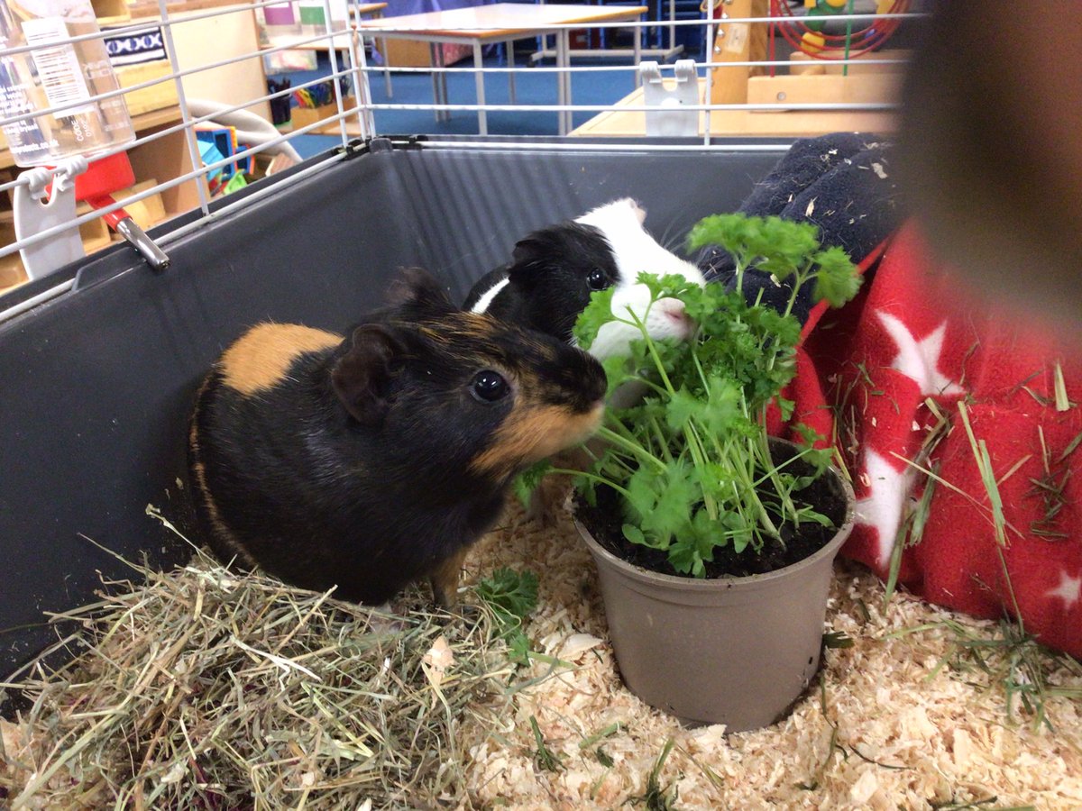 BPSEYFS's tweet image. This week we said a sad farewell to Fidget ( Black and Tan) the guinea pig that, with her sister has been a feature of the school for six years.  Both arrived a tiny babies and were never happier than when the children were around.