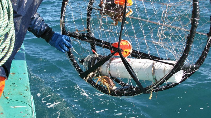 Oregon State researchers are leading an effort to refine the design & expand the use of oxygen monitoring sensors that can be deployed in fishing pots to relay critical information on changing ocean conditions to the fishing industry. Read at beav.es/cSB