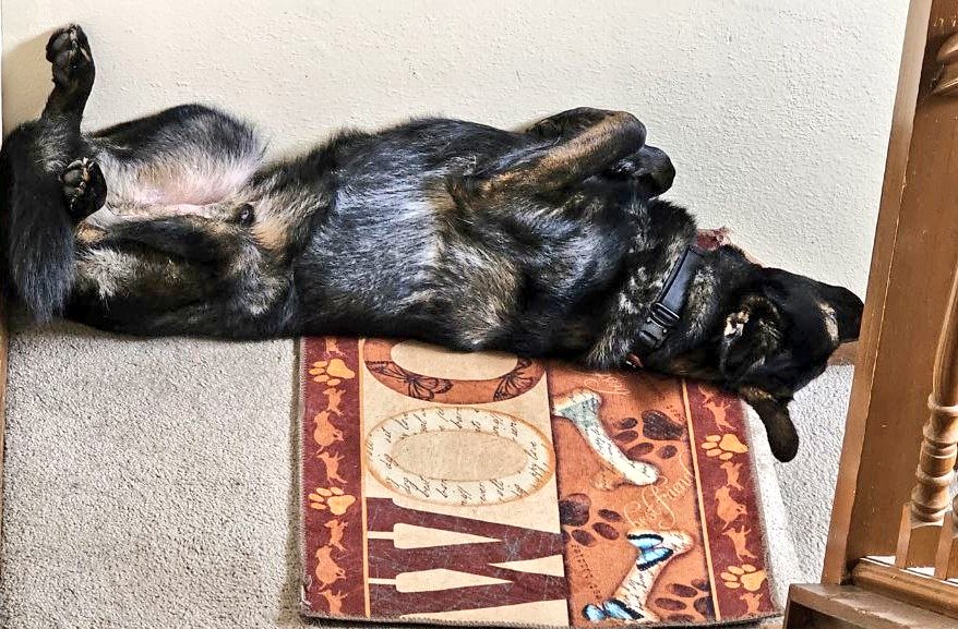 Smol_Shepherd's tweet photo. My son is so weird!🤣 https://t.co/CrizQ62v7z