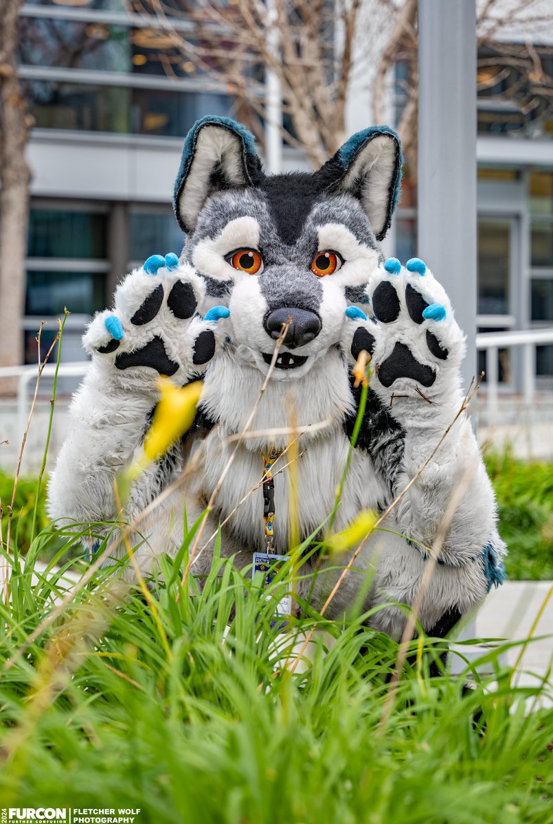 Wanna come romp in the grass with me? :DD #FursuitFriday 📸: @werewolf_doctor