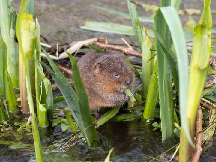 BOB ILES tweet media