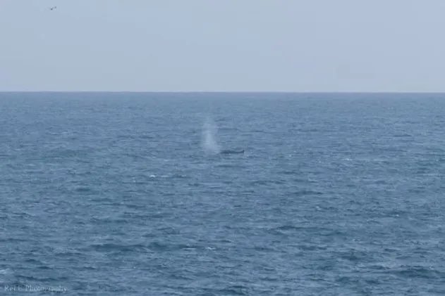 In our latest blog, James FMC’s Whale Watch Project Co-ordinator describes what marine life has been spotted in Falmouth Bay so far this year… including a Fin Whale 🐋 Read more: falmouthmarineconservation.co.uk/post/whale-wat…