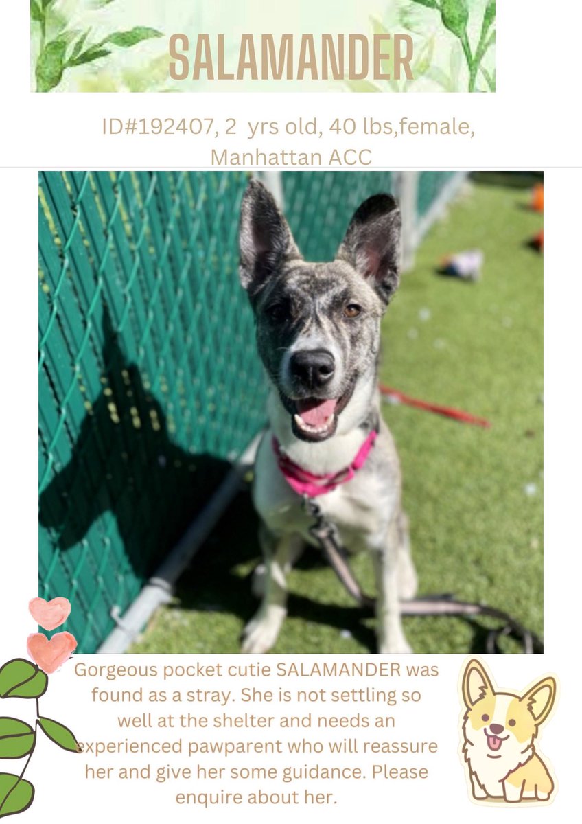 Dubs4Mutts's tweet photo. #AdoptDontShop 
🐶 Salamander 💕
#NYCACC #NewYork
2yo Salamander is a spunky fun girl! #StrayDog intake so looking for a pawparent to teach her everything about living loved &amp; safe in a 🏡♥️  Can you foster? #FostersSaveLives 
@CathyPolicky/@SuzanneSugar 
https://t.co/d3d2Y3UbAl https://t.co/WB0HN502PA