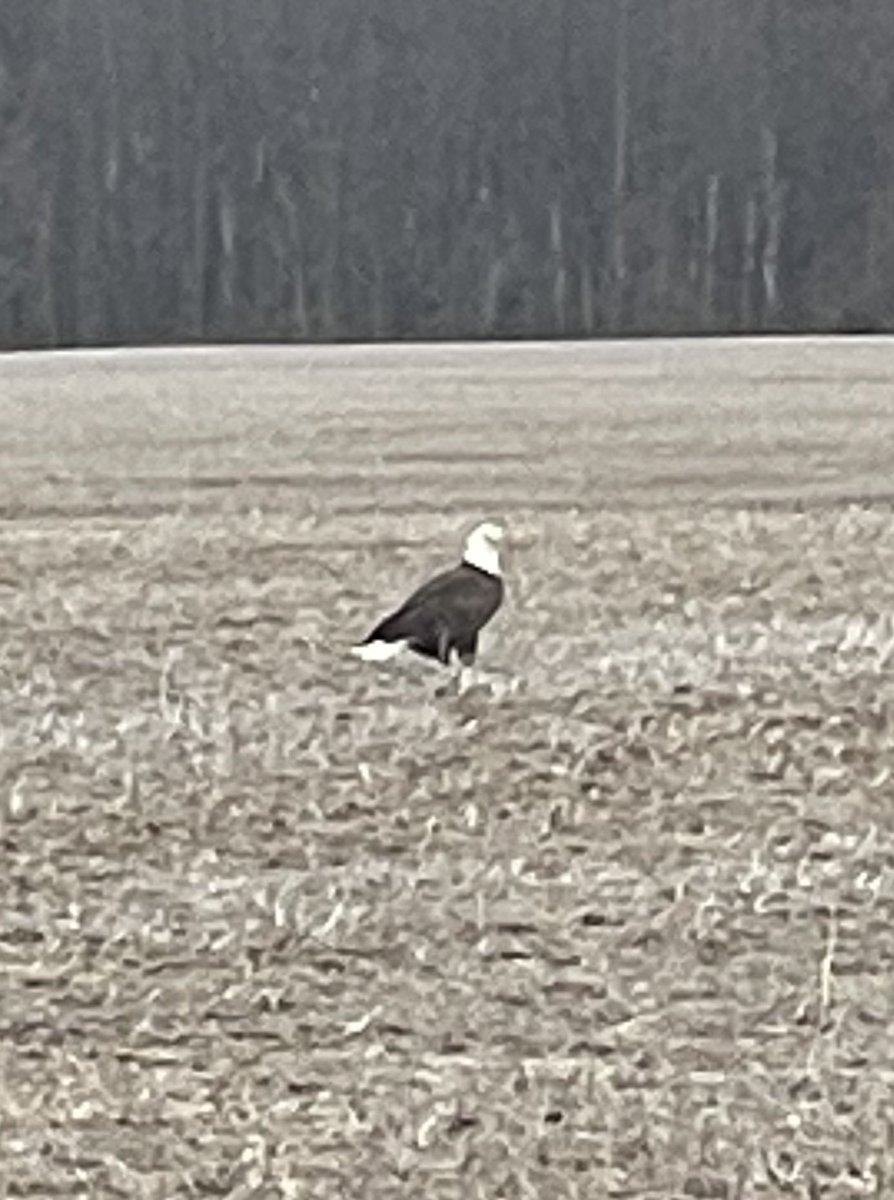 Was gone all week and had the privilege to be greeted with grace when I got home #EAGLE