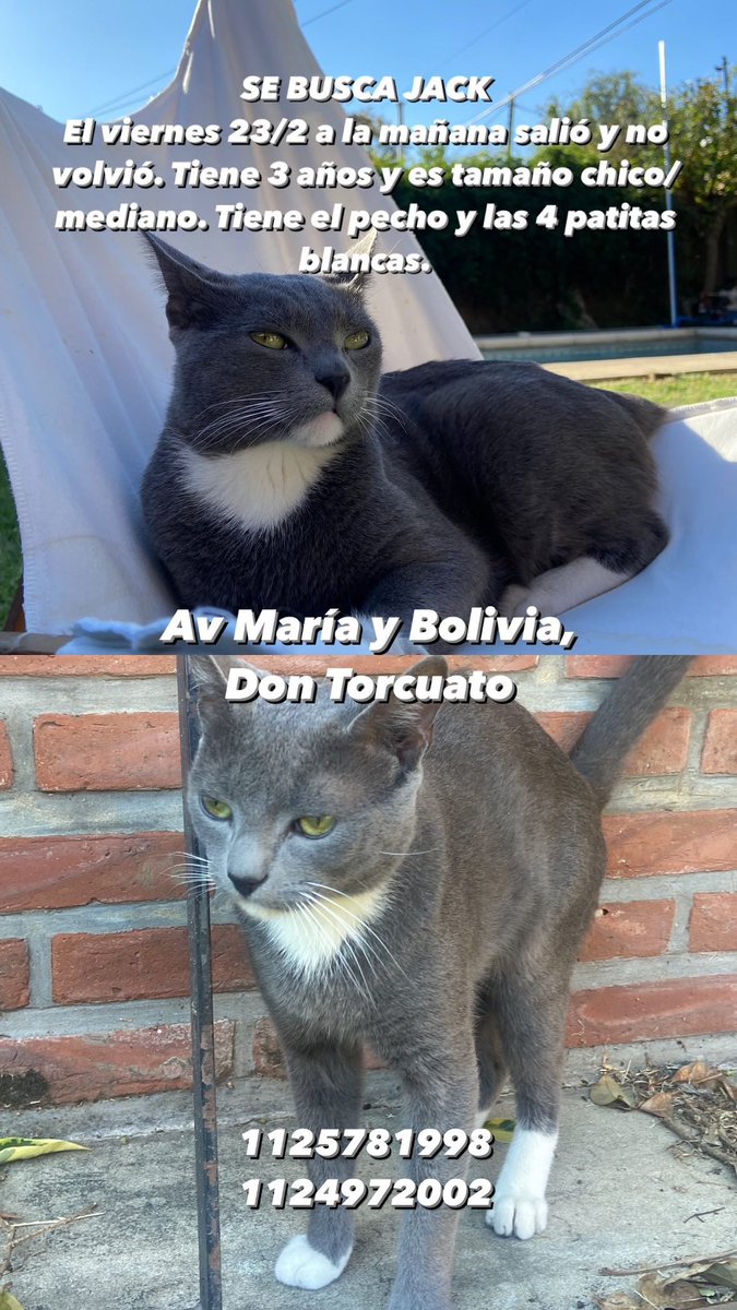 Se perdió Jack! Es un gato tamaño chico/mediano color gris con pecho y patitas blancas. Av. María 1775, esquina Bolivia, Don Torcuato
Salió el viernes 23/2 por la mañana como solía hacerlo diariamente y no volvió. Cualquier información comunicarse al 1125781997-1124972002