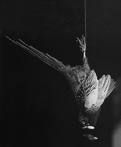 Robert Mapplethorpe, Pheasant, 1982

Available now on Artscpay. DM us for more information.

Robert Mapplethorpe is best known for his powerful black-and-white portraits and self-portraits.

#Mapplethorpe #print #printforsale #art #blackandwhite