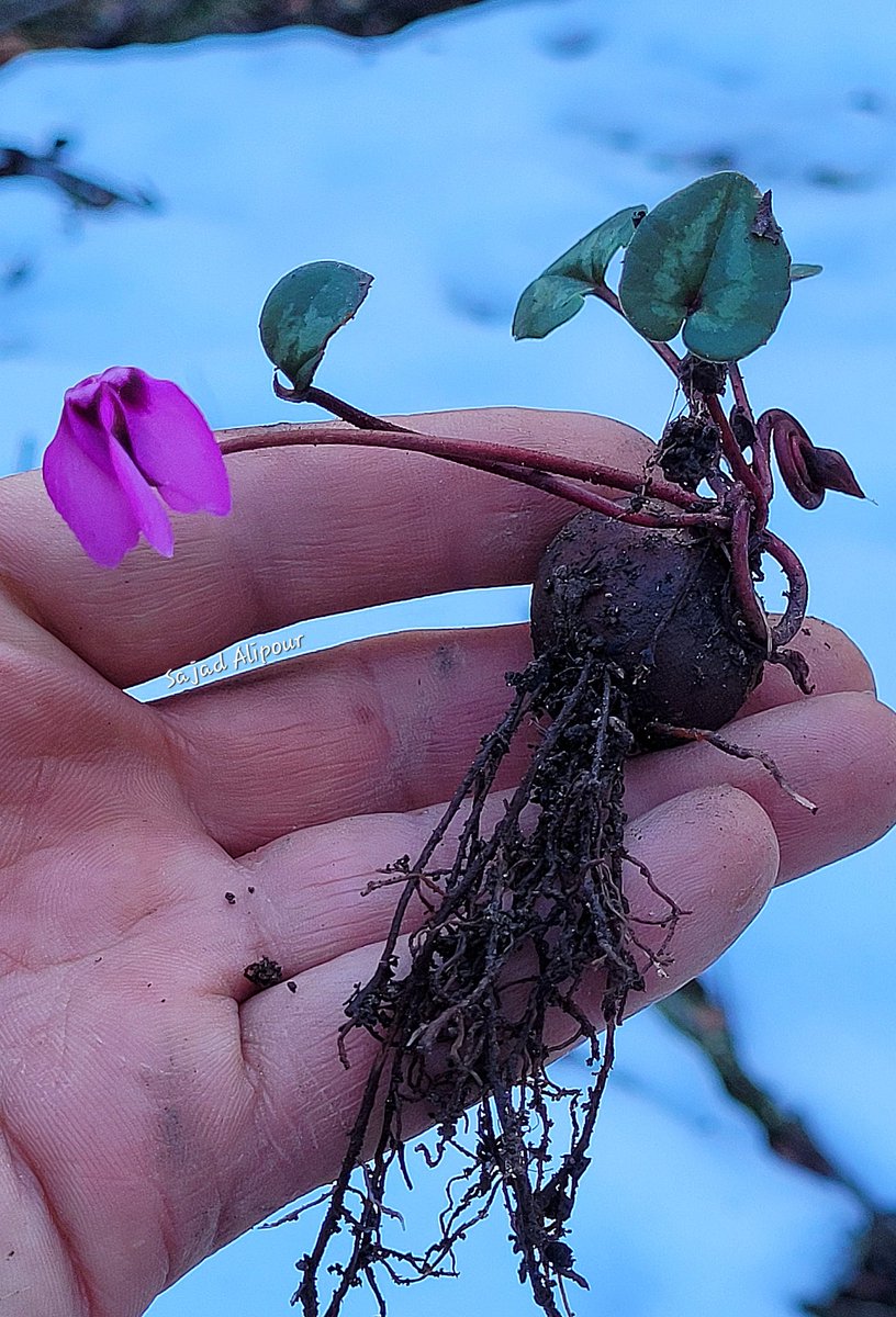 Cyclamen elegans Hyrcanian Forests Mazandaran province, North of Iran Altitude 800m Today; 1 March 2024 #cyclamen #wildflowers #snowday #forest #botanical #Ecology #winter #Iran