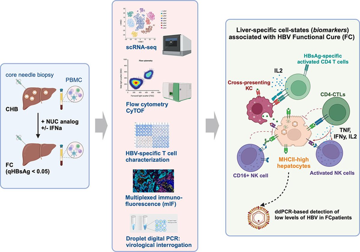 Waggoner Lab (@labwaggoner) on Twitter photo Functional cure of chronic HBV infection linked to emergence of cytotoxic CD4 T, activated liver-resident NK cells, specific Kupffer cell subtypes and marginated neutrophils <a href="/JHepatology/">Journal of Hepatology</a> <a href="/DasguptaRam/">Ramanuj Dasgupta</a>
doi.org/10.1016/j.jhep… Functional cure of chronic HBV infection linked to emergence of cytotoxic CD4 T, activated liver-resident NK cells, specific Kupffer cell subtypes and marginated neutrophils <a href="/JHepatology/">Journal of Hepatology</a> <a href="/DasguptaRam/">Ramanuj Dasgupta</a>
doi.org/10.1016/j.jhep…