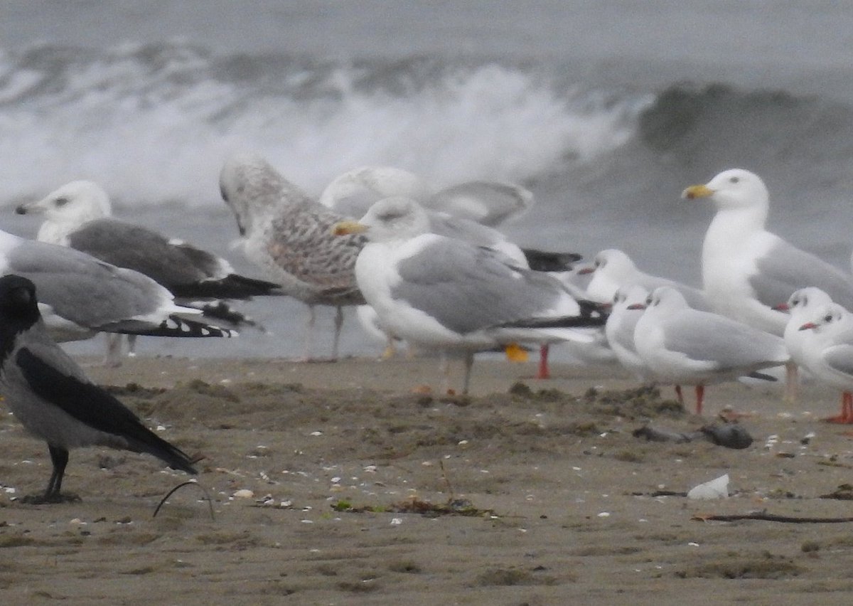 2 senedir aradığım kuşu 26.11.2022'de bulduğumu fark etmişim gibi bir gün ☺✌ Kuzey Gümüş Martı - Herring Gull - Larus argentatus #hangitür