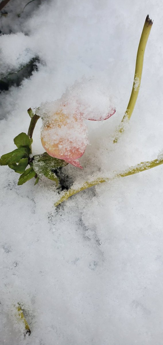 油断してました😖昨夜の雪でクリロー達が雪に埋もれ、繊細な花びらは冷凍されてしまいました😩１つ１つ氷を落としてまた雪避けシートを設置😓　#北陸　#三月の雪　#クリスマスローズ　#朝仕事