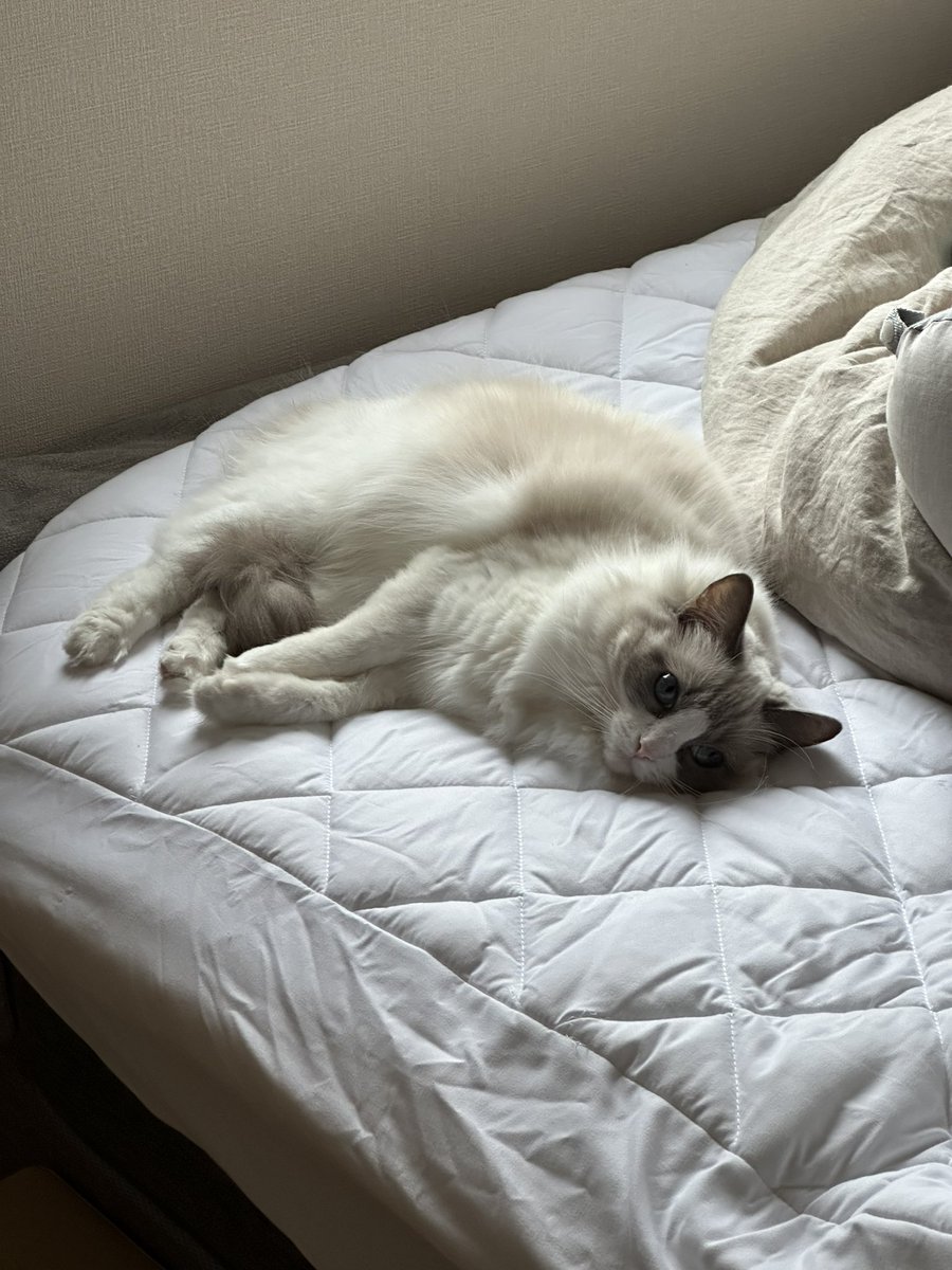 capcapu_cat0420's tweet photo. まだ起きたくないにゃん🐱 https://t.co/VRbcFkcTfM