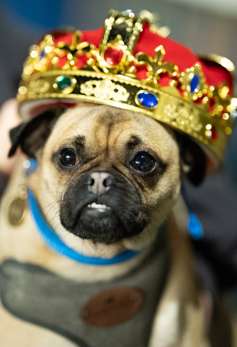 All hail the one true king. ⁦<a href="/QueensChepstow/">Glen Ellis</a>⁩ #davesday