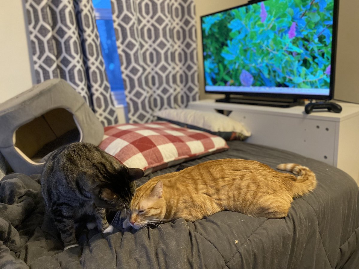 Ruff Haven tweet media