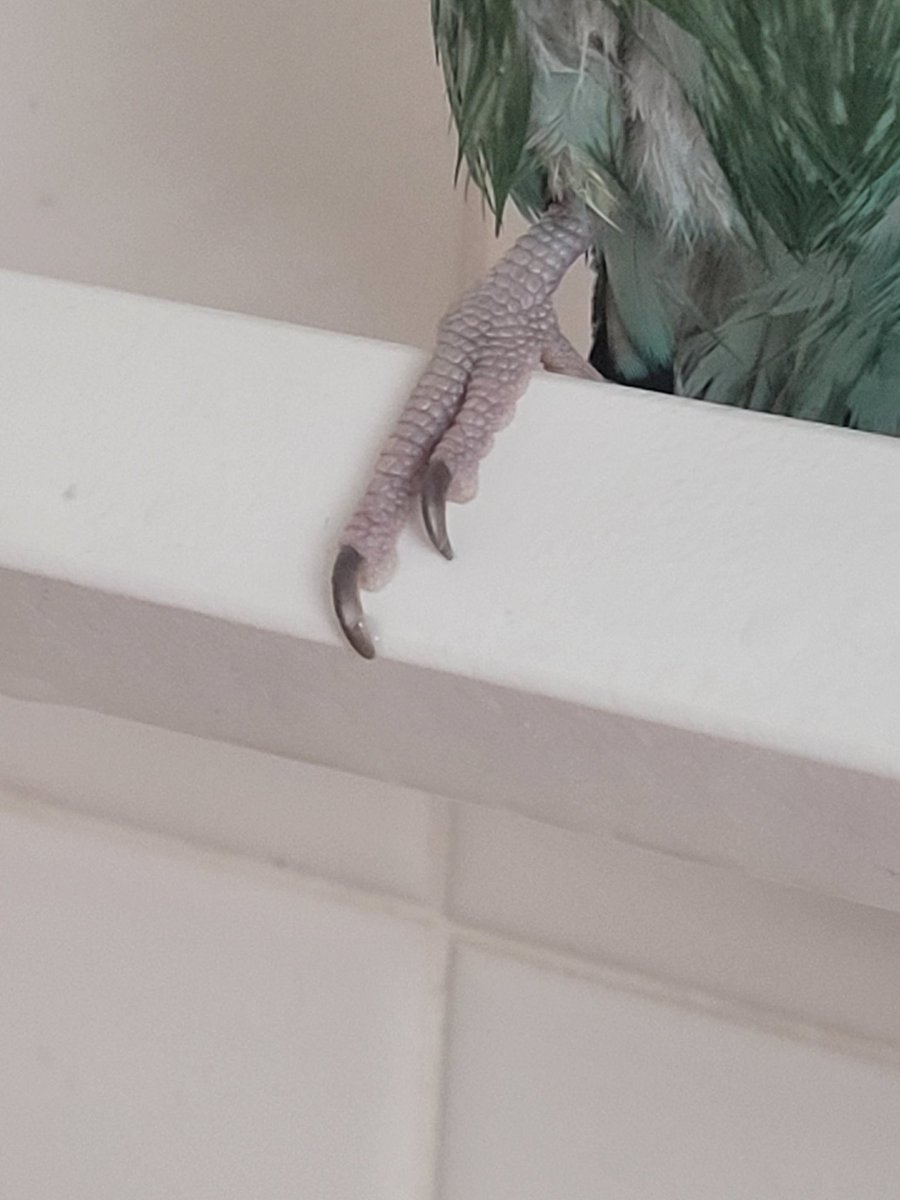 RavenPresser's tweet photo. @linda_parrot look what we have for #FeetsFriday! https://t.co/miXXRcLWWc