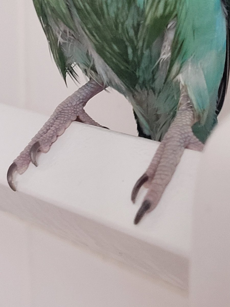 RavenPresser's tweet photo. @linda_parrot look what we have for #FeetsFriday! https://t.co/miXXRcLWWc