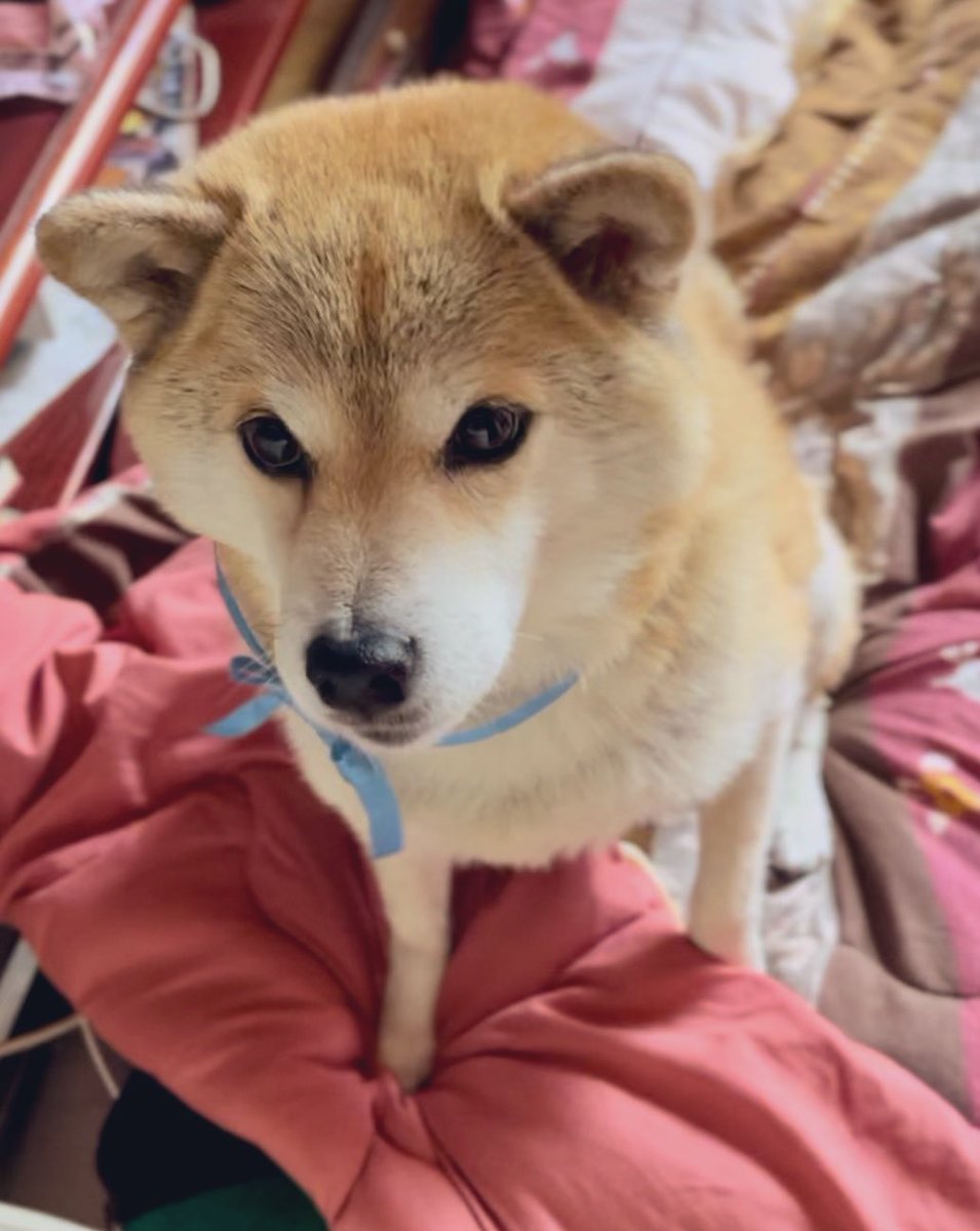 diary09998120's tweet photo. おひな様は🎎？🐕
#柴犬 https://t.co/L1i7QnhUse