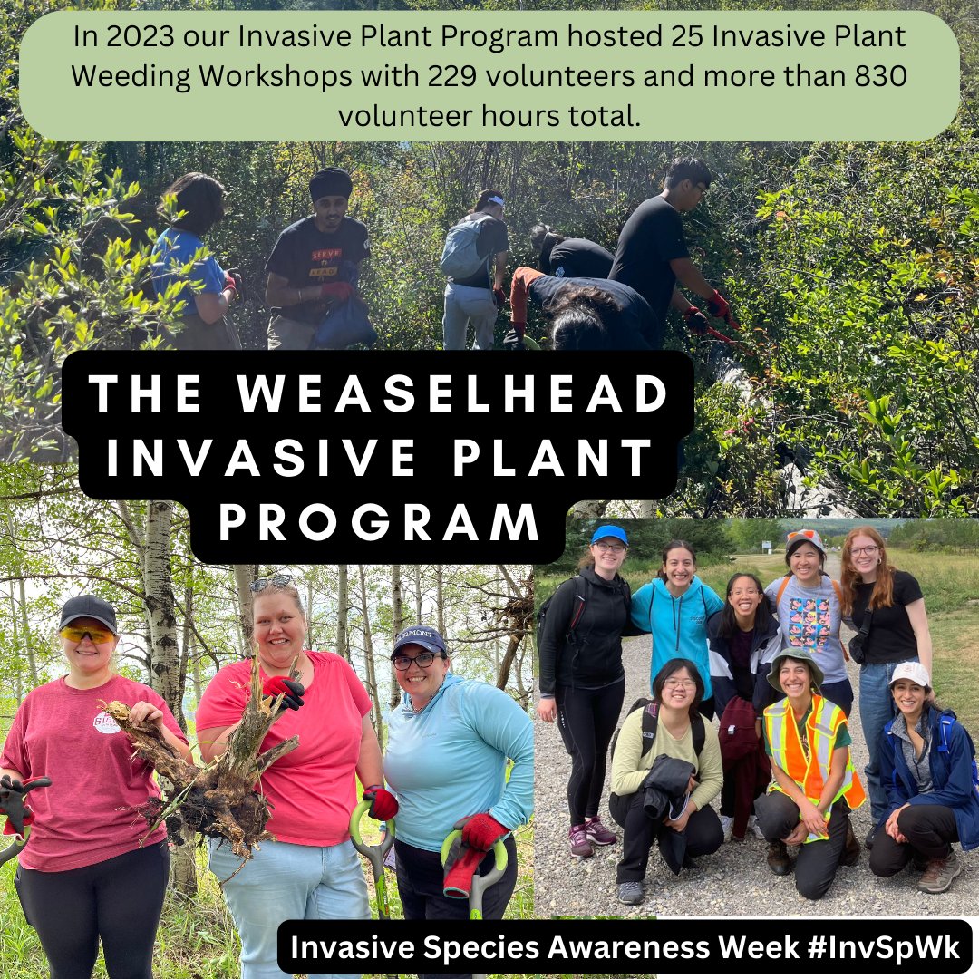 weaselheadpark's tweet photo. Become a Community Champion!
Learn about how you can become involved in our Invasive Plant Program ⬇️
https://t.co/nmz7fwSGqO
Huge thank you to @landstewardship for supporting this program!
#NISAW #InvSpWk #yyc #weaselheadpark https://t.co/MEPm0Qw2ll