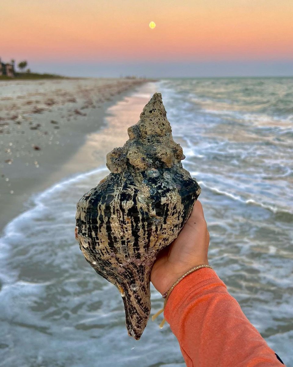 Lucky find! 🌅🐚 A large (empty) shell and scenic sunset are simultaneously discovered on Sanibel Island, Florida. Photo sent in by: Mackenzie Mills #flwx #weather #stormhour #florida #wx
