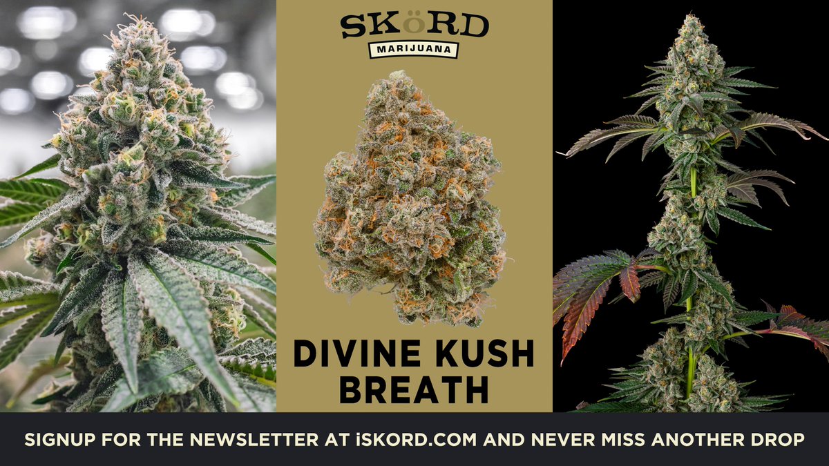 Divine Kush Breath [Divine Gelato x OGKB 2.1] by InHouse Genetics. Featuring tried and true citronella cedar goodness 🙌 One of favorite knock-you-out strains in the lineup. Be on the lookout next week 👀 iskord.com/drops #HaveYouSKöRDLately