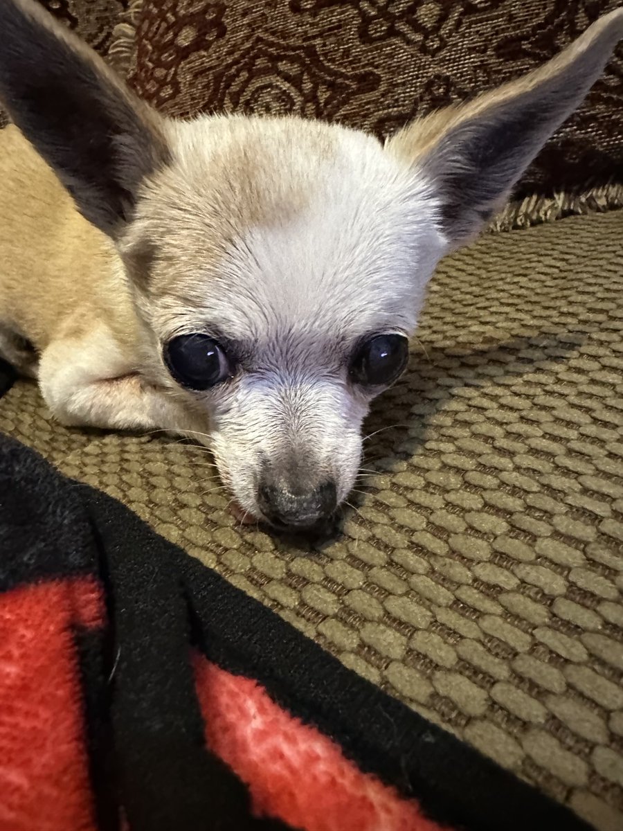 Schuyler Dixon tweet media