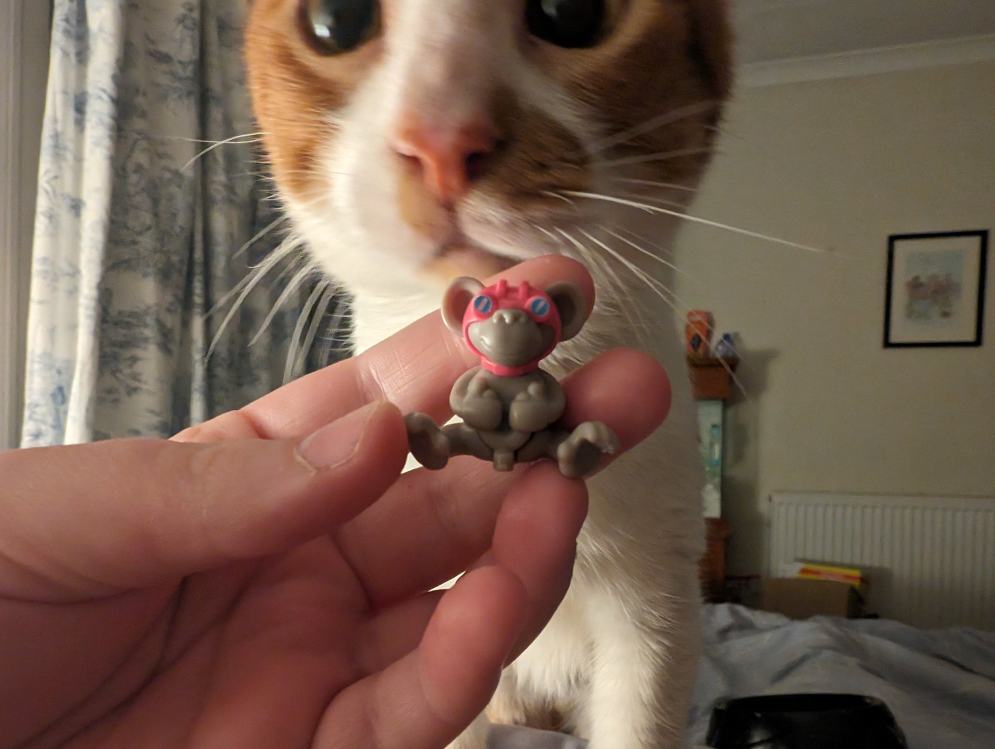 The Potato Cat on X: Moose got me a kinder egg cos I've been